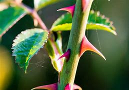 a thorn in the flesh